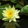 Nymphaea Hybride Joey Tomocik, Seerose, Teichrose