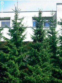 Picea Omorika, Serbische Fichte 8 Picea Omorika, Serbische Fichte -Gartenpflanzen Lieferungen serbische fichte 41310 2 1280x1280