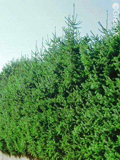 Picea Omorika, Serbische Fichte 1 Picea Omorika, Serbische Fichte