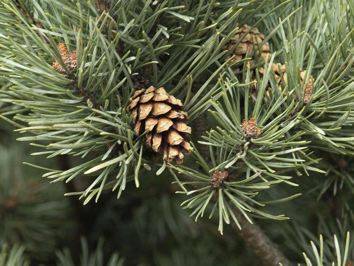 Pinus Sylvestris 'Watereri', Silberkiefer 2 Pinus Sylvestris 'Watereri', Silberkiefer – Bild 2