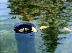 AquaSkim 40, Oberflächenabsauger Von OASE (Art.Nr.56907) -Gartenpflanzen Lieferungen skimmer j 1280x1280