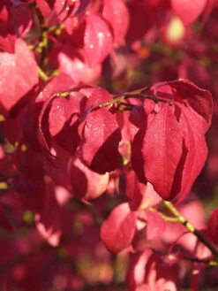Euonymus Alatus 'Compactus'