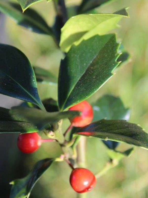 Ilex Meserveae 'Heckenfee', Stechpalme 2 Ilex Meserveae 'Heckenfee', Stechpalme – Bild 2