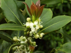 Ilex Aquifolium, Gemeine Stechpalme, Hülse -Gartenpflanzen Lieferungen stechpalme 1280x1280