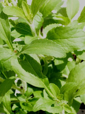 Zuckerblatt, Süßkraut, Süßblatt, Stevia Rebaudiana 1 Zuckerblatt, Süßkraut, Süßblatt, Stevia Rebaudiana