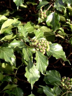 Hedera Helix 'Arborescens', Strauch-Efeu