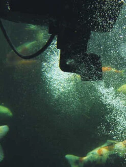 SwimSkim 50 Von OASE (Art.Nr.50170) 7 SwimSkim 50 Von OASE (Art.Nr.50170) -Gartenpflanzen Lieferungen swimskim2 1280x1280