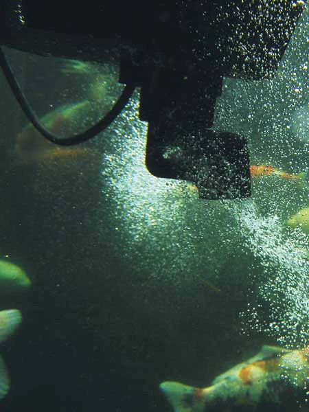 SwimSkim 50 Von OASE (Art.Nr.50170) 3 SwimSkim 50 Von OASE (Art.Nr.50170) – Bild 3