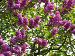 Syringa Vulgaris 'Charles Joly', Edel-Flieder -Gartenpflanzen Lieferungen syringa charles joly 1280x1280