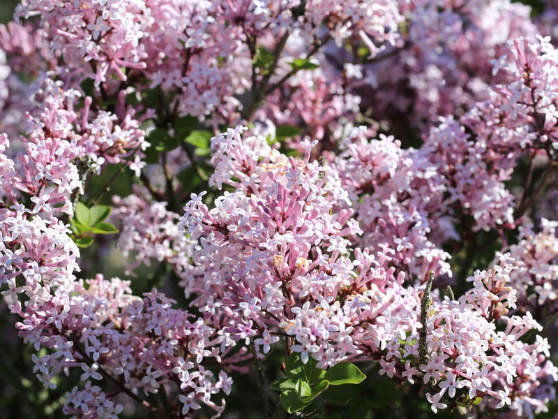 Syringa Patula 'Miss Kim', Samtflieder 1 Syringa Patula 'Miss Kim', Samtflieder