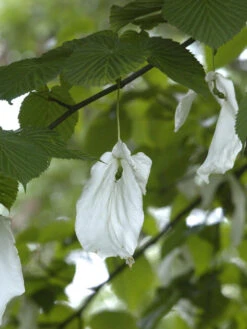 Davidia Involucrata Vilmoriniana, Taschentuchbaum -Gartenpflanzen Lieferungen taschentuchbaum bluete 1280x1280
