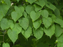 Davidia Involucrata Vilmoriniana, Taschentuchbaum -Gartenpflanzen Lieferungen taschentuchbaum laub 1280x1280