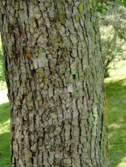 Davidia Involucrata Vilmoriniana, Taschentuchbaum -Gartenpflanzen Lieferungen taschentuchbaum 1280x1280