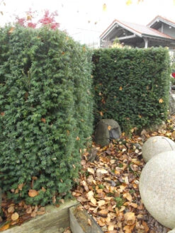 Taxus Media 'Hillii', Männliche Becher-Eibe -Gartenpflanzen Lieferungen taxus hillii pflanze55599f2c60b6a 1280x1280