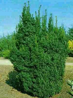 Taxus Baccata 'Overeynderi' -Gartenpflanzen Lieferungen taxus overeynderi k55599b6ed770e 1280x1280