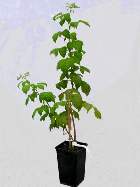 Him-/Brombeere 'Tayberry Buckingham'® 2 Him-/Brombeere 'Tayberry Buckingham'® – Bild 2