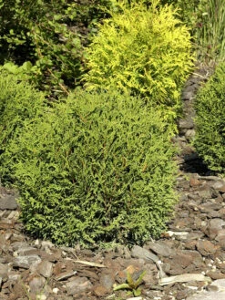 Gartenpflanzen Lieferungen 16 Thuja Occidentalis 'Danica', Zwerg-Kugellebensbaum