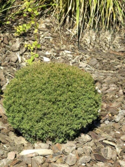 Gartenpflanzen Lieferungen 14 Thuja Occidentalis 'Teddy', Kuschel-Lebensbaum