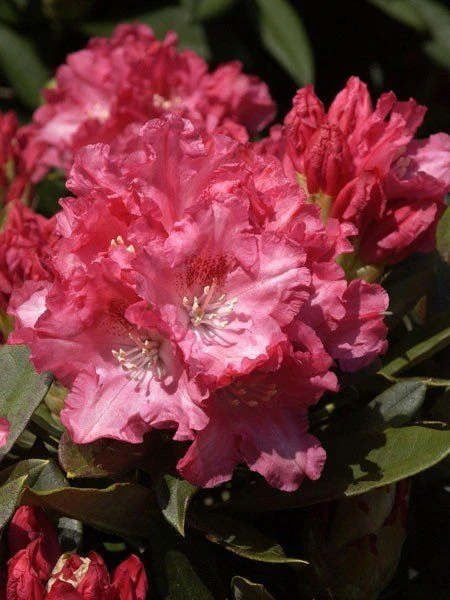 Rhododendron 'Tina Heinje' 1 Rhododendron 'Tina Heinje'