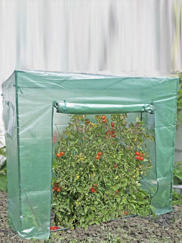 Tomatengewächshaus Groß 1 Tomatengewächshaus Groß