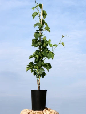 Tafel- Und Weintraube Bianca 2 Tafel- Und Weintraube Bianca – Bild 2