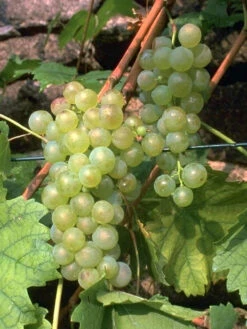 Tafel- Und Weintraube Weißer Gutedel