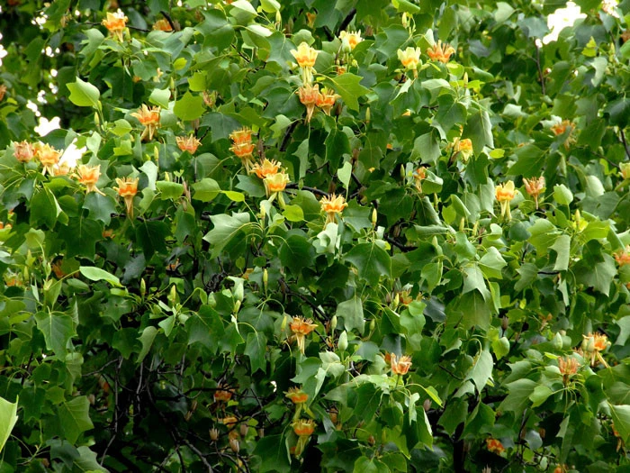 Liriodendron Tulipifera, Tulpenbaum 2 Liriodendron Tulipifera, Tulpenbaum – Bild 2
