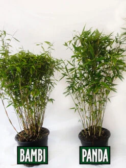 Fargesia Murielae 'Panda', Schirmbambus 5 Fargesia Murielae 'Panda', Schirmbambus -Gartenpflanzen Lieferungen vergleich bambus panda bamb5a30ecb28375a 1280x1280