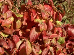 Viburnum Carlesii 'Aurora', Wohlriechender Schneeball 5 Viburnum Carlesii 'Aurora', Wohlriechender Schneeball -Gartenpflanzen Lieferungen viburnum aurora herbst 1280x1280