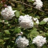 Viburnum Carlesii 'Aurora', Wohlriechender Schneeball