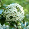 Viburnum 'Eskimo' Großblumiger, Duft-Schneeball
