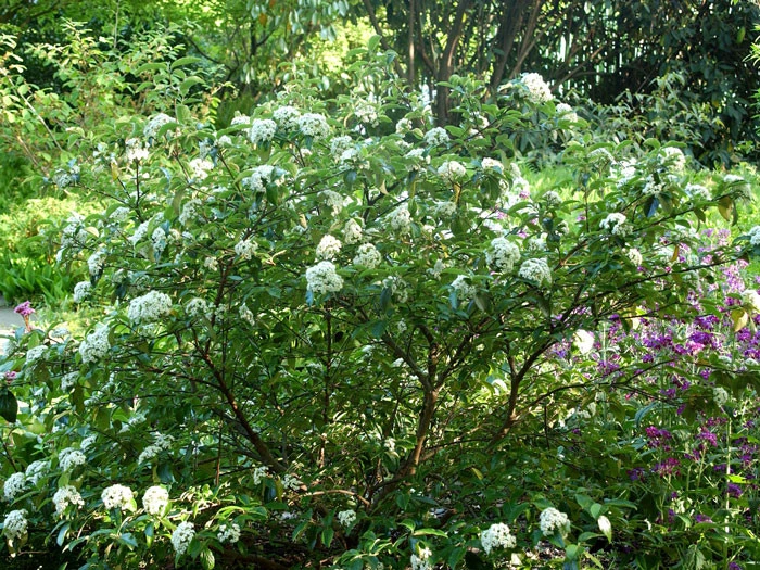 Viburnum 'Eskimo' Großblumiger, Duft-Schneeball 2 Viburnum 'Eskimo' Großblumiger, Duft-Schneeball – Bild 2