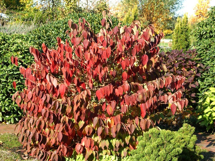 Viburnum Plicatum 'Mariesii', Japanischer Schneeball 3 Viburnum Plicatum 'Mariesii', Japanischer Schneeball – Bild 3