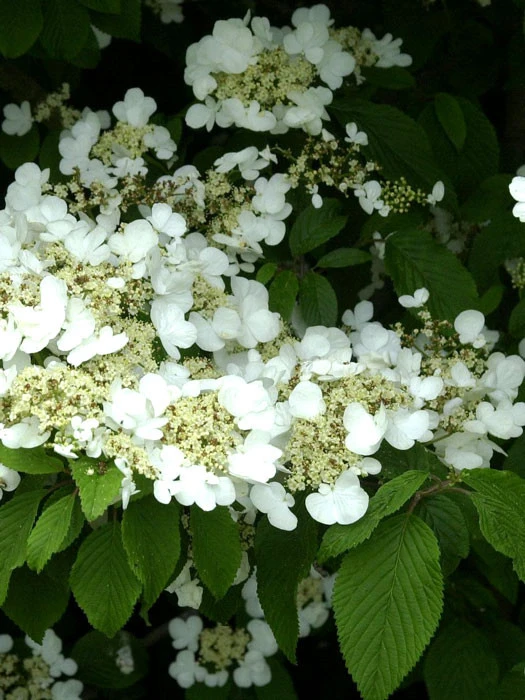 Viburnum Plicatum Tomentosum, Filziger Schneeball 1 Viburnum Plicatum Tomentosum, Filziger Schneeball