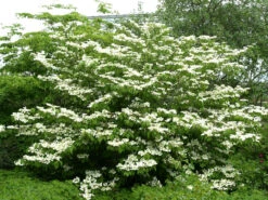 Gartenpflanzen Lieferungen -Gartenpflanzen Lieferungen viburnum plicatum 1280x1280