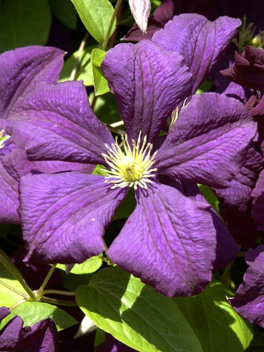 Clematis Viticella 'Etoile Violette' 1 Clematis Viticella 'Etoile Violette'