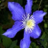 Clematis 'Lasurstern'