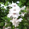 Clematis 'Miss Bateman'
