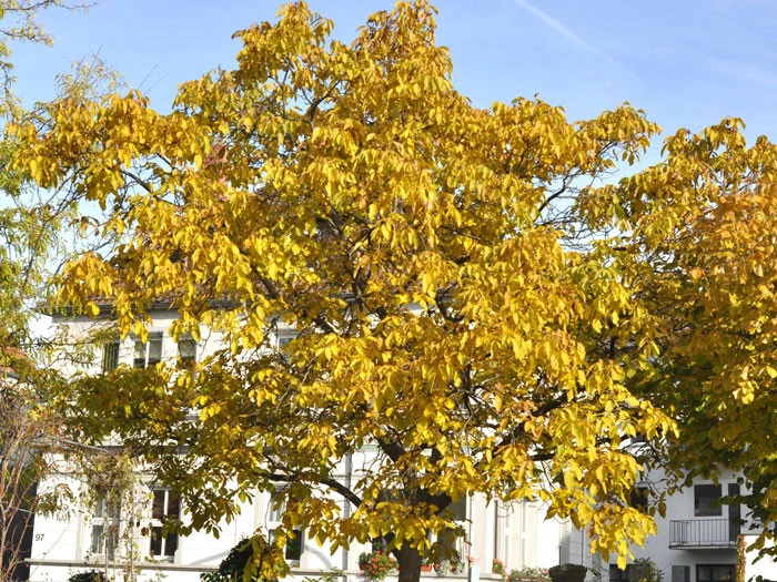 Juglans Regia, Walnuss-Sämling 2 Juglans Regia, Walnuss-Sämling – Bild 2