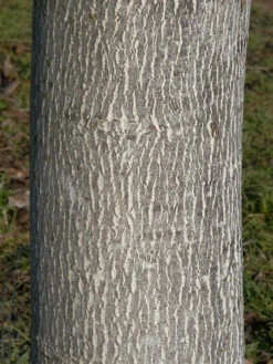 Juglans Regia, Walnuss-Sämling 9 Juglans Regia, Walnuss-Sämling -Gartenpflanzen Lieferungen walnuss juglans regia 3 1280x1280