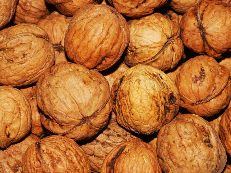 Juglans Regia, Walnuss-Sämling 5 Juglans Regia, Walnuss-Sämling – Bild 5