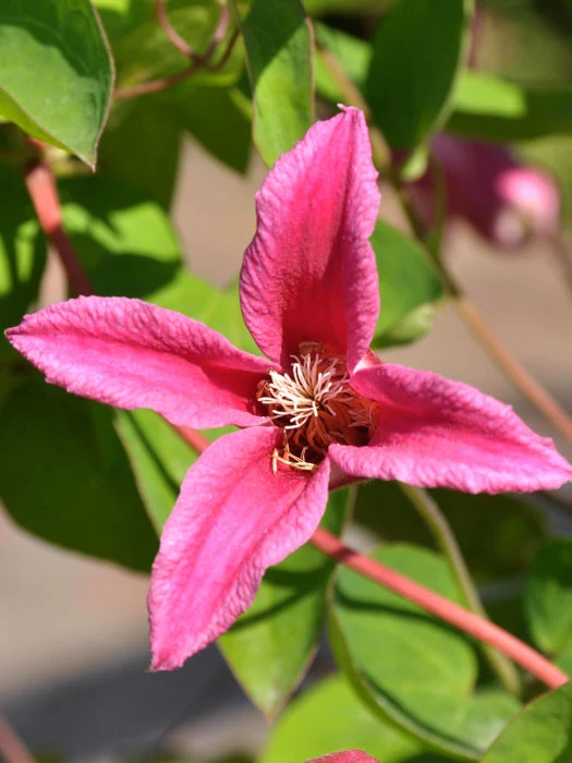 Clematis Texensis 'Princess Diana' 1 Clematis Texensis 'Princess Diana'