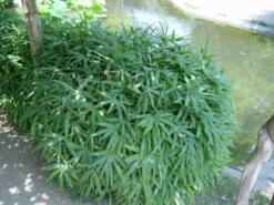 Pleioblastus Viridistriatus 'Vagans' (Sasaella Ramosa), Weichblättriger Zwergbambus 5 Pleioblastus Viridistriatus 'Vagans' (Sasaella Ramosa), Weichblättriger Zwergbambus -Gartenpflanzen Lieferungen weichblaettriger zwergbambus 1280x1280