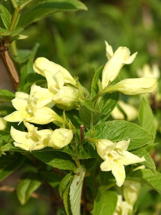 Weigela Middendorffiana, Gold-Weigelie 1 Weigela Middendorffiana, Gold-Weigelie