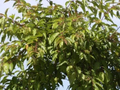 Prunus Subhirtella 'Autumnalis', Schneekirsche 6 Prunus Subhirtella 'Autumnalis', Schneekirsche -Gartenpflanzen Lieferungen winterkirsche blatt 1280x1280