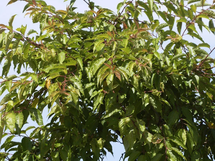Prunus Subhirtella 'Autumnalis', Schneekirsche 3 Prunus Subhirtella 'Autumnalis', Schneekirsche – Bild 3
