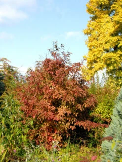 Viburnum Bodnantense 'Dawn', Winterschneeball -Gartenpflanzen Lieferungen winterschneeball 1280x1280