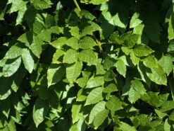 Wisteria Sinensis, Chinesischer Blauregen 5 Wisteria Sinensis, Chinesischer Blauregen -Gartenpflanzen Lieferungen wisteria sinensis blatt 1280x1280