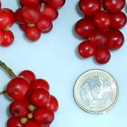 Chinesische Vitalbeere ® Wu Wei Zi 6 Chinesische Vitalbeere ® Wu Wei Zi -Gartenpflanzen Lieferungen wu wei zie beeren 1280x1280