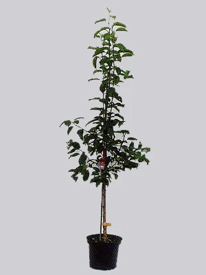 Zwetschenähnliche-Mirabelle Aprimira 2 Zwetschenähnliche-Mirabelle Aprimira – Bild 2